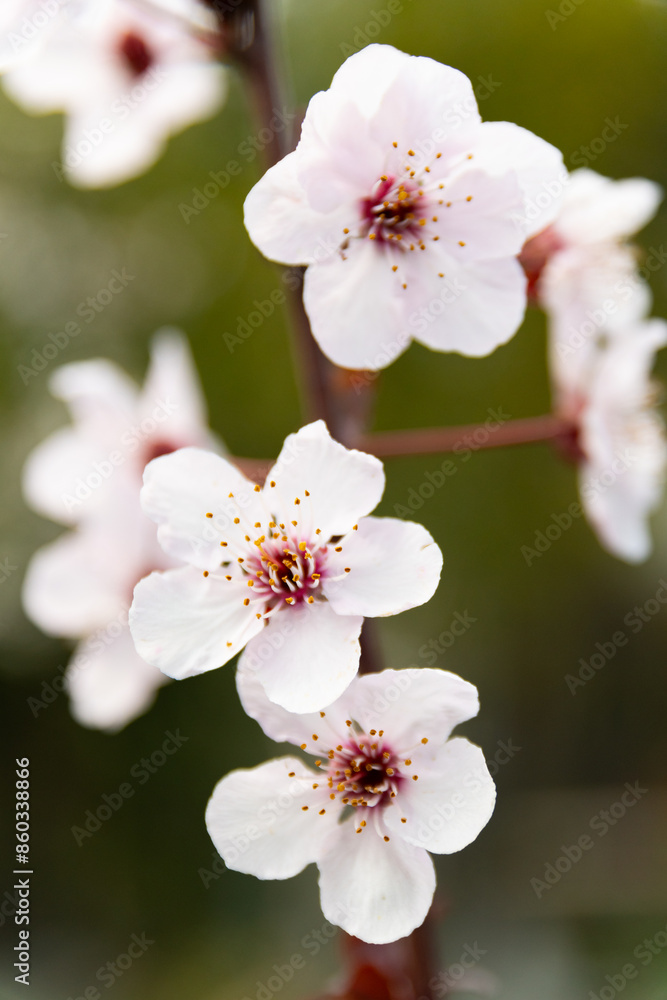 Cherry plum (Prunus cerasifera) blossoms at spring