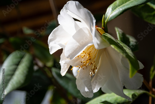 Obraz na płótnie Camellia Japonica (Japanese camellia) with double white flower w salonie