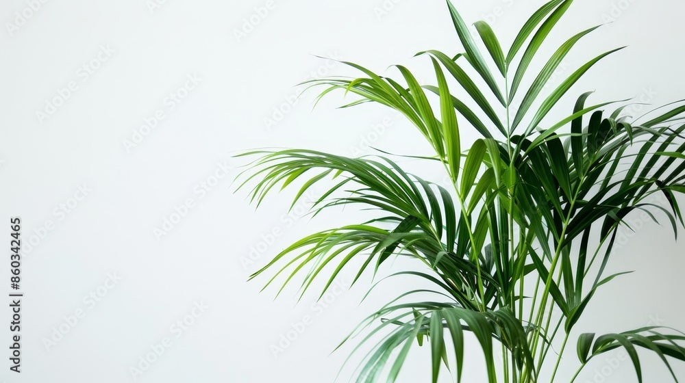 Obraz premium Parlor palm plant with lush green foliage isolated on white background