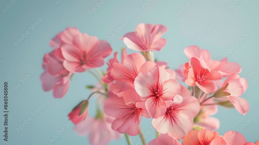 Fototapeta premium Elegant photo of pink geranium flower cluster on soft blue backdrop, leaving ample room for text.
