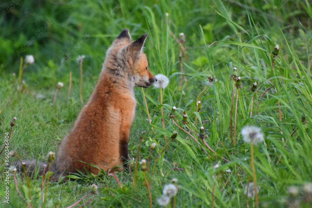 A young fox in spring, Sainte-Apolline, Québec Canada A young fox in spring, Sainte-Apolline, Québec Canada