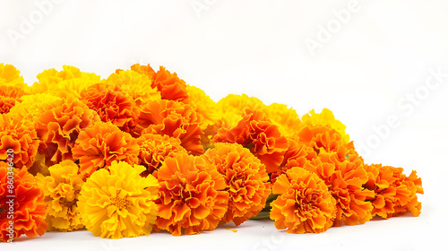 beautiful orange and yellow marigold flowers isolated on white background Indian flowers for traditional functions pongal diwali marriage ayudha pooja : Generative AI photo