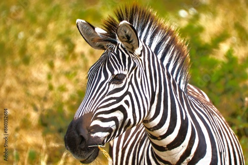 Zebra Portrait photo