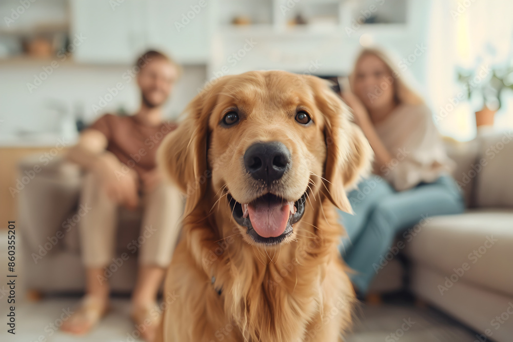 Golden Retriever Enjoying Cozy Home Setting as Couple Takes Selfie in the Background Golden Retriever Enjoying Cozy Home Setting as Couple Takes Selfie in the Background