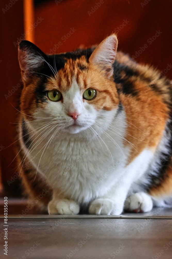 Fototapeta premium European shorthair cat sitting on the floor and looking forward.
