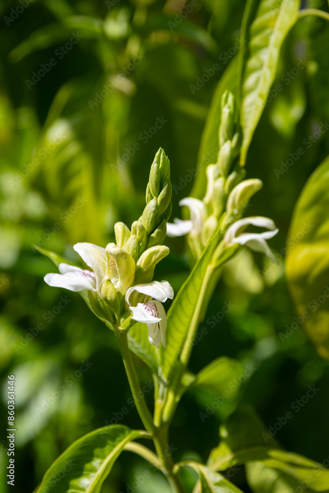 Malabar nut (Justicia adhatoda) flowers at spring