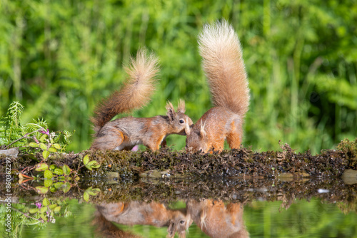 two Red Squirells, Sciurus vulgaris, at the side of a pool, reflection in the water photo