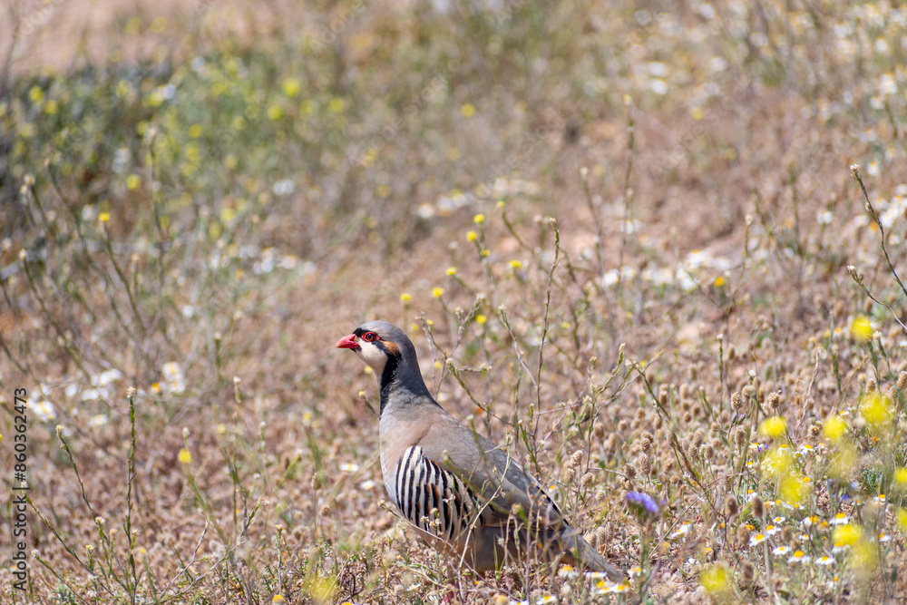 Rock partridge (Alectoris graeca) bird in field at spring