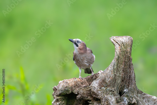 Eurasian Jay, Garrulus glandarius, perched on a dead tree stump photo