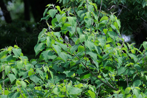 Wallpaper Mural 森で囀るウグイス
 Torontodigital.ca