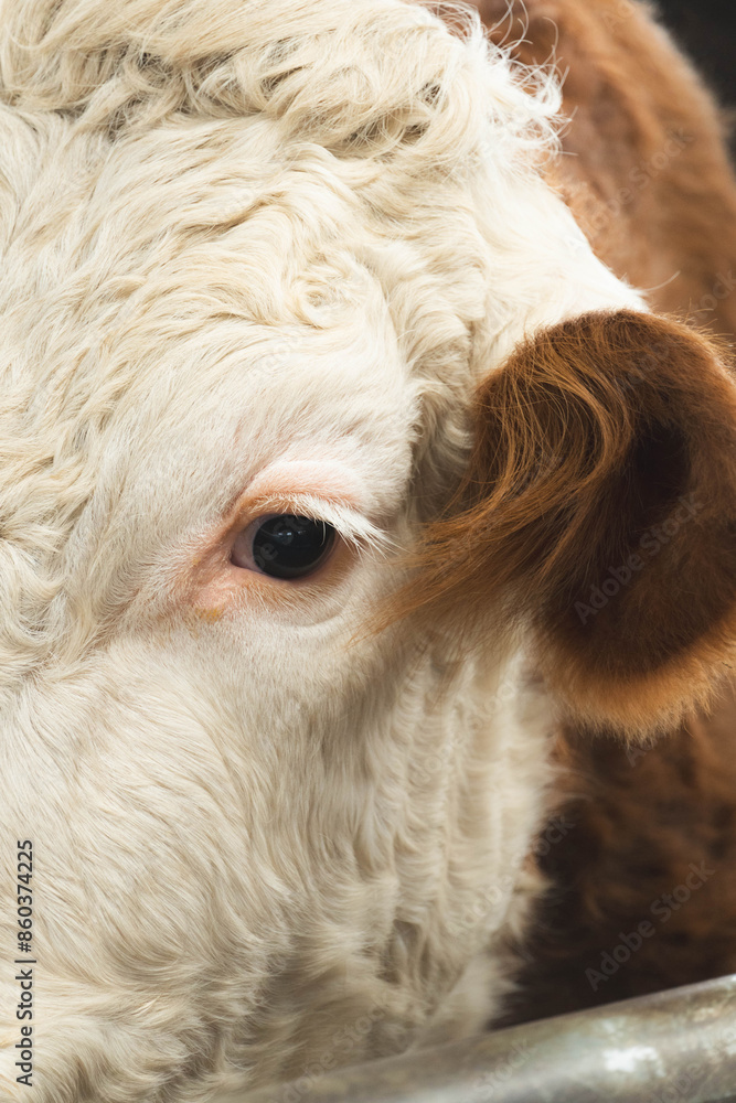 Naklejka premium cow eye