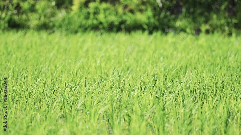 Fresh green rice fields, rice seedlings blowing in the gentle breeze. Fresh green rice fields, rice seedlings blowing in the gentle breeze.