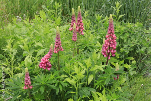 lupine flowers close-up photo