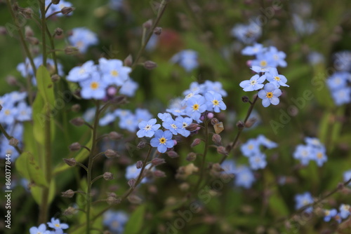 forget-me-nots photo