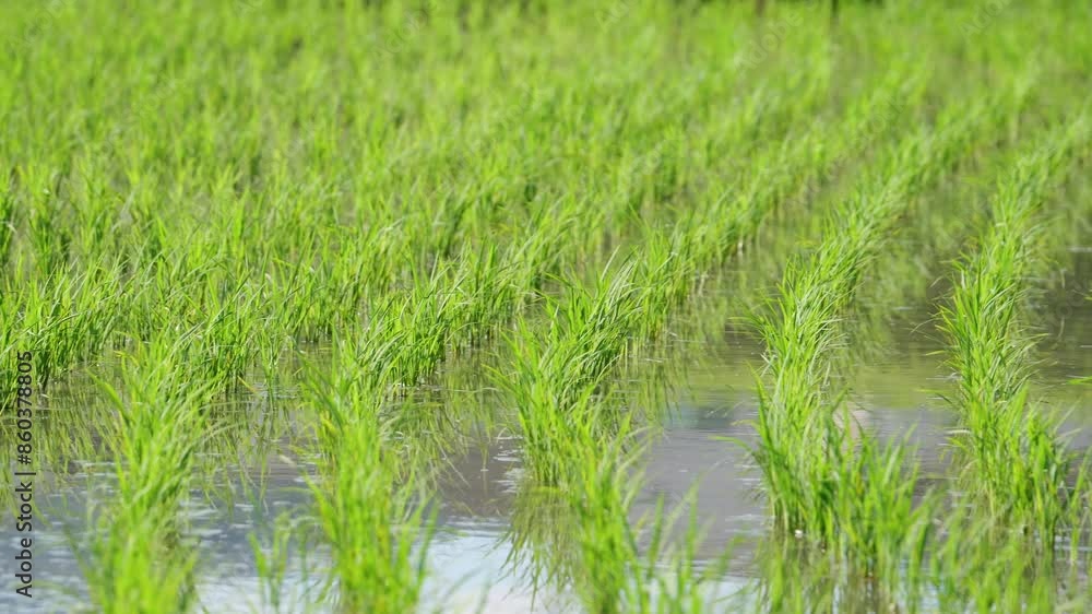 Fresh green rice fields, rice seedlings blowing in the gentle breeze. Fresh green rice fields, rice seedlings blowing in the gentle breeze.