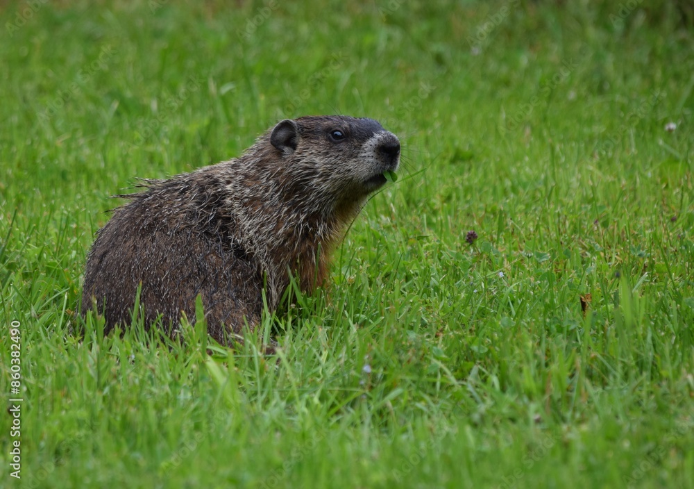 closeup view of a Groundhog - Marmota monax eating glover in the meadow closeup view of a Groundhog - Marmota monax eating glover in the meadow