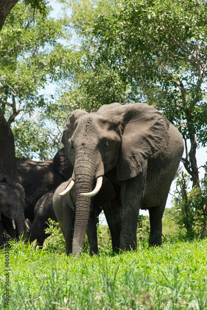 Fototapeta premium Éléphant d'Afrique, Loxodonta africana, Parc national Kruger, Afrique du Sud