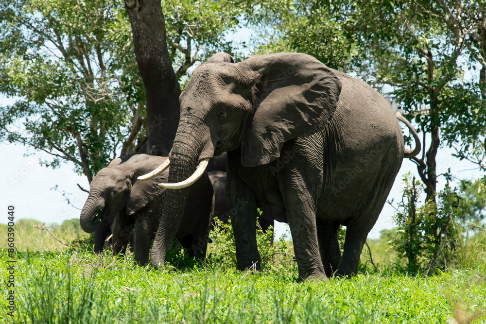 Fototapeta premium Éléphant d'Afrique, Loxodonta africana, Parc national Kruger, Afrique du Sud