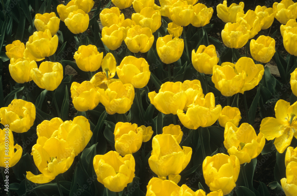 Obraz premium Tulipa spp. triomphe 'Kikomachi' , Tulipe