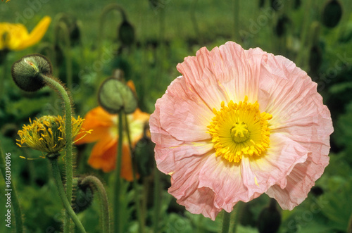 Papaver nudicaule 'Wanderland' (Pavot d'Islande) photo