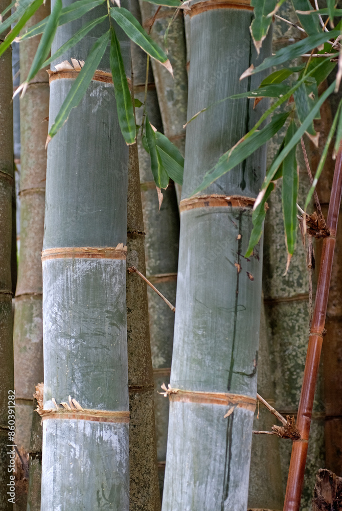 Bambou, Phyllostachys nigra 'Henonis' Bambou, Phyllostachys nigra 'Henonis'