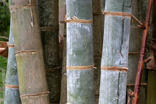Bambou, Phyllostachys nigra 'Henonis' photo