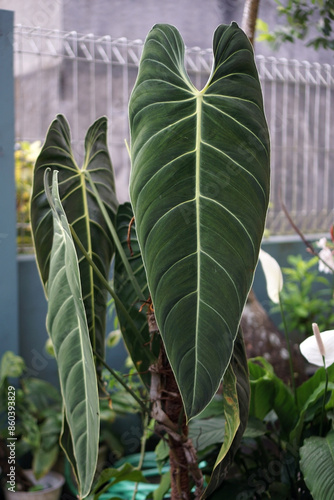 The Philodendron melanochrysum or often called 