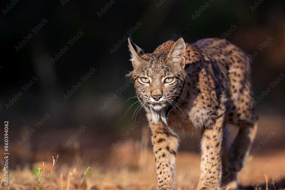 a male lynx walking a male lynx walking