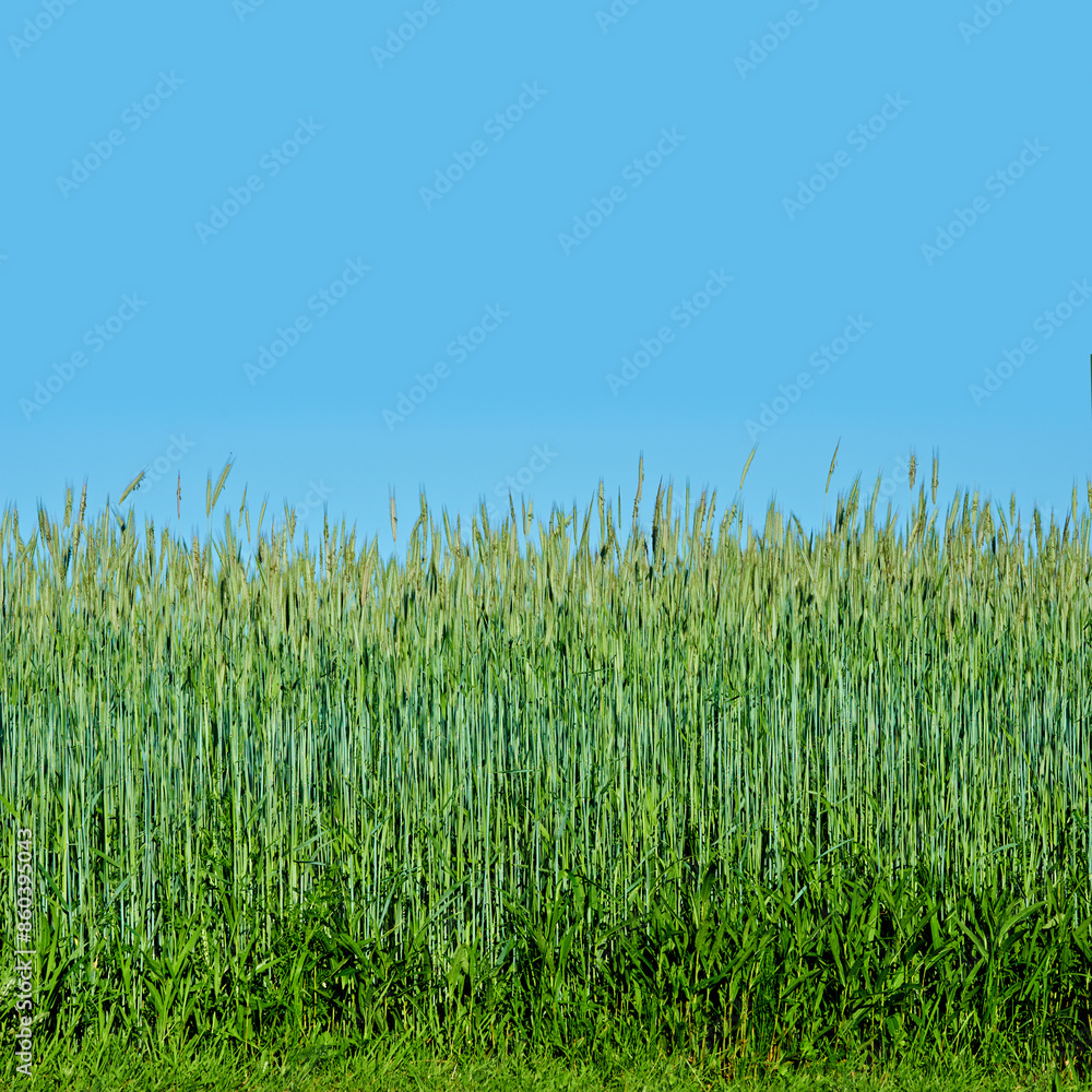 Obraz premium Blue sky, grass and outdoor field in countryside with texture by agriculture environment in spring. Landscape, nature and green lawn with wheat growth in eco friendly and agro park, farm or garden.