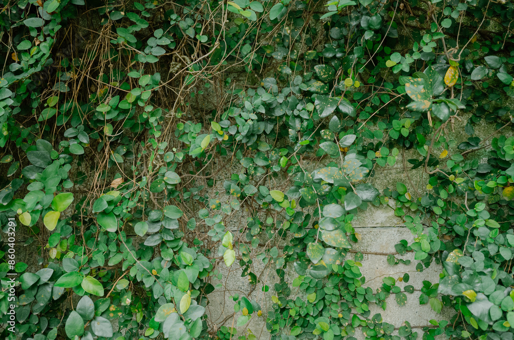 Obraz premium green ivy on wall