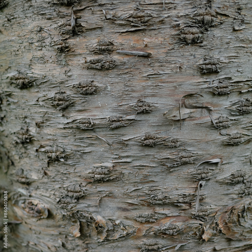 Obraz premium bark of a tree