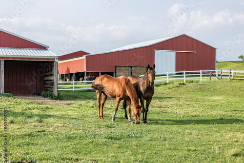 Two horses grazing in a pasture with red sheds in the background. 