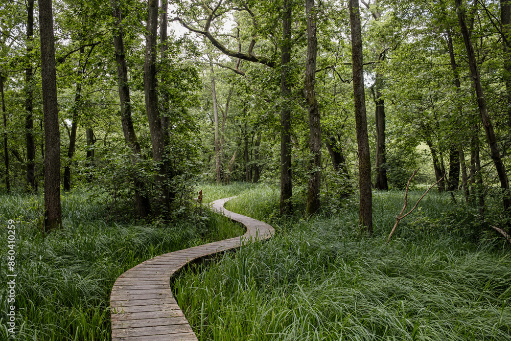 Fototapeta premium Wooden path in the forest. Elleskovstien, Denmark 