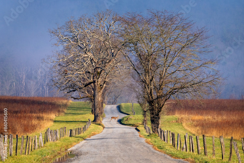 Buck crossing rural gravel road, Cades Cove, Great Smoky Mountains National Park photo