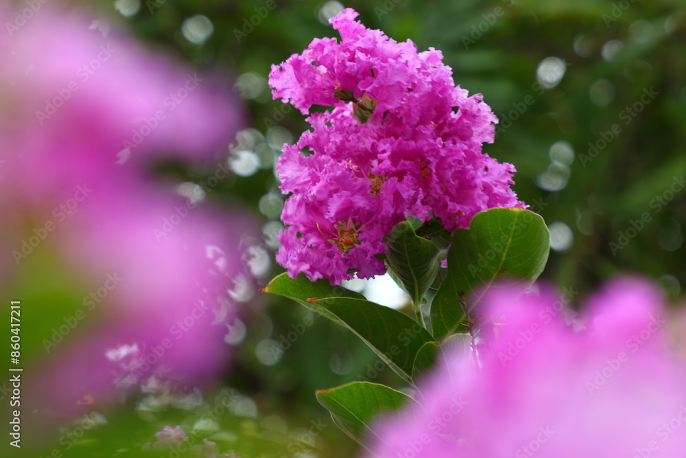 Lagerstroemia speciosa are blooming on the Pride of India, Queen's crape myrtle tree. Lagerstroemia speciosa are blooming on the Pride of India, Queen's crape myrtle tree.