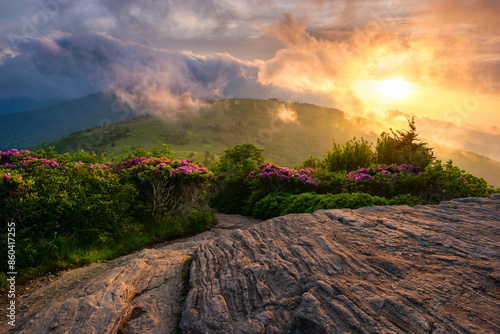 Sunset through mist and fog, blooming catawba rhododendron, Appalachian Trail, Tennessee photo