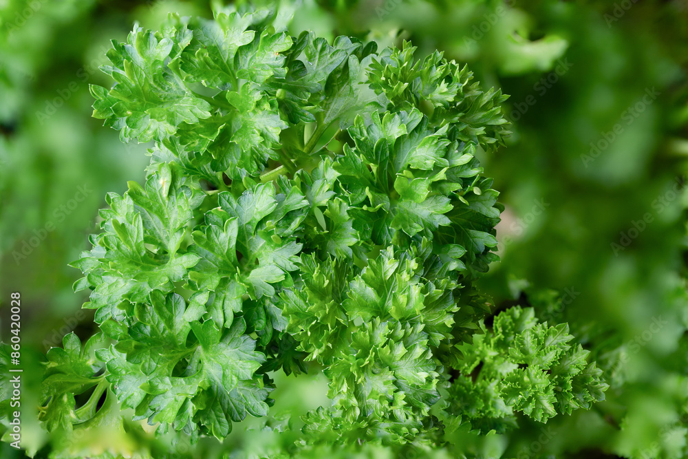 parsley leaves parsley leaves
