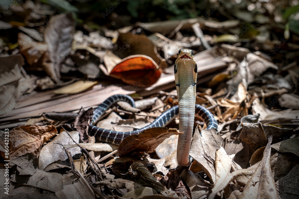 Naklejka premium King of snakes. Baby king cobra snake - Ophiophagus bungarus from the forests of southern Thailand on a pile of dry leaves that wandered into the community forest area.