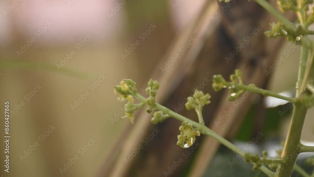 mango flower bloom at treetop and waiting rain for growth to be fruit on garden in summer mango flower bloom at treetop and waiting rain for growth to be fruit on garden in summer