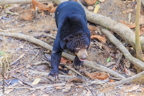 Malayan Sun Bear is the smallest bear in the world. photo