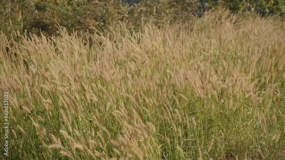 grass flower flowing from wind blow on mountain in Thailand grass flower flowing from wind blow on mountain in Thailand