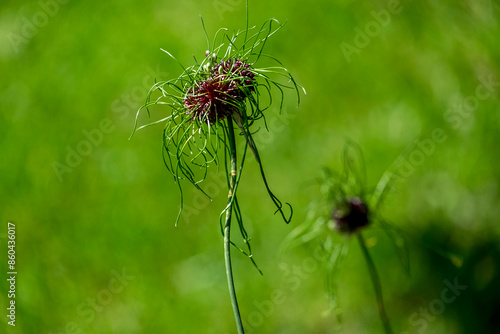 Zierlauch , Sorte Allium hair photo