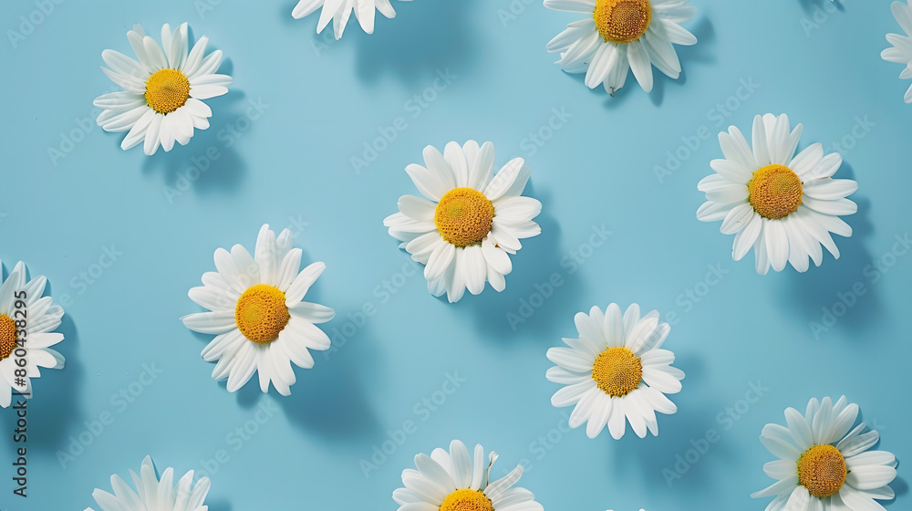 Daisy pattern Flat lay spring and summer chamomile flowers on a blue background Repetition concept Top view : Generative AI Daisy pattern Flat lay spring and summer chamomile flowers on a blue background Repetition concept Top view : Generative AI