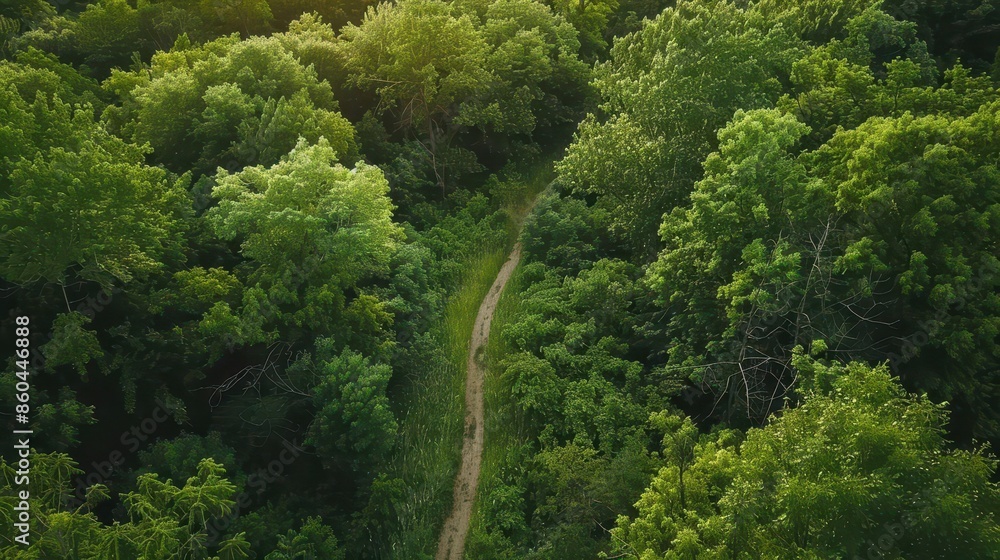 scenic aerial view of winding path through lush green forest summer nature landscape from above scenic aerial view of winding path through lush green forest summer nature landscape from above