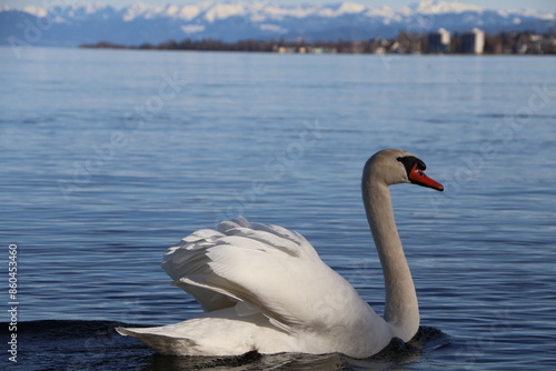 Schwan auf See photo