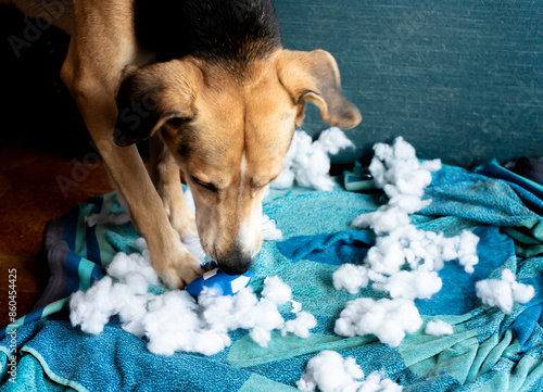 Close-up of the dog who has just destroyed his toy. Disconsolate and repentant look