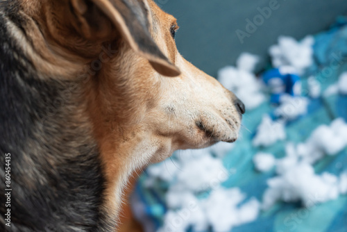 Close-up of the dog who has just destroyed his toy. Disconsolate and repentant look