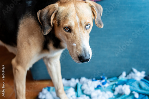 Close-up of the dog who has just destroyed his toy. Disconsolate and repentant look