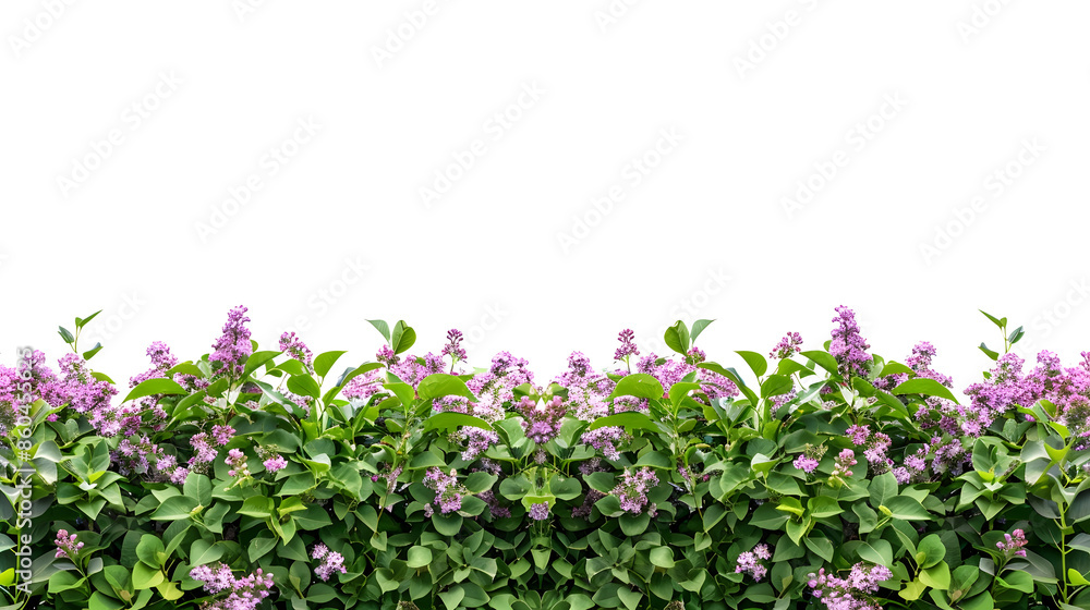 Obraz premium Flower Hedge isolated on white background Garden design Lilacs flowers and green plants for landscaping High quality cutout for professional composition : Generative AI