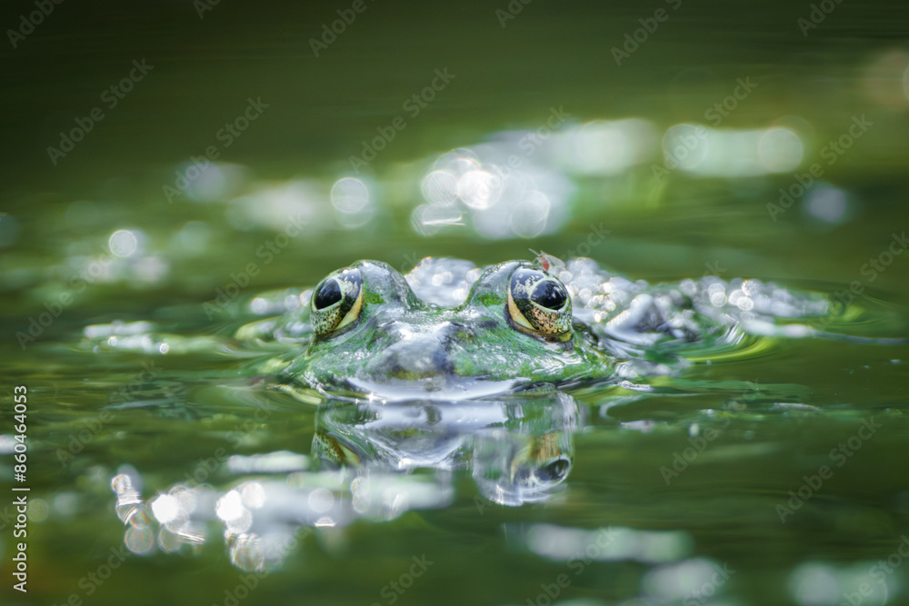 A green frog is underwater in a pond, eyes visible above the surface, blending in its habitat A green frog is underwater in a pond, eyes visible above the surface, blending in its habitat